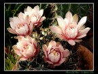Fiori ... grassi Fiori ... grassi