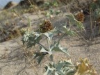 Deserto Deserto