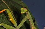 mantide religiosa curiosa mantide religiosa curiosa