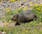 Marmotta insospettita Marmotta insospettita