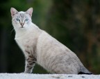 Gatto Gatto