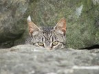 Gatto Basco Gatto Basco