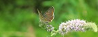 eh....adesso spicco il volo eh....adesso spicco il volo