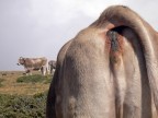 Mucche al pascolo Mucche al pascolo