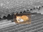 Cat on a roof Cat on a roof