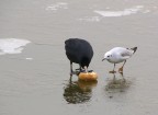 FOTO-FUMETTO COLAZIONE SUL GHIACCIO- FOTO 7 FOTO-FUMETTO COLAZIONE SUL GHIACCIO- FOTO 7