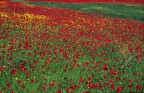 Papaveri 2