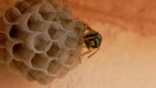 Sentinella Sentinella