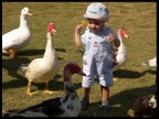 Papaveri e papere. Papaveri e papere.