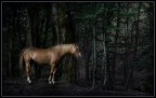 Nel bosco dei monti Sibillini Nel bosco dei monti Sibillini