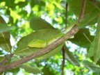 JAMAICA, Geko-mania JAMAICA, Geko-mania