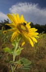 girasole con ospite girasole con ospite
