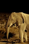 Elefante in notturna Elefante in notturna