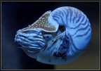 nautilus