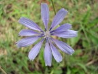 Fiore Fiore