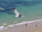 volare volare