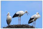 Menage a trois Menage a trois