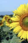 Girasoli, atto secondo Girasoli, atto secondo