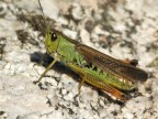 a passeggio a passeggio