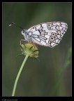 Marble white