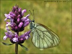 Aporia crataegi Aporia crataegi