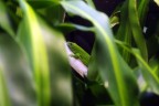 Lucertola Lucertola