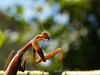 ...godi solo a met�!
Mantis religiosa intenta nella toeletta post pranzo. 
olympus e300 + 35mm macro
suggerimenti e critiche sempre ben accetti.