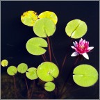 geometria di ninfee.
olympus e300 + 35mm macro olympus.
suggerimenti e critiche sempre ben accetti.