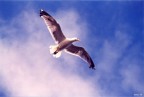 volare volare