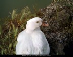 Il papero bianco Il papero bianco