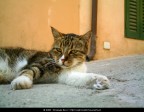 Siesta Siesta
