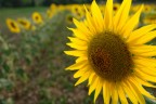 Girasole... Girasole...