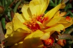 Giallo/Rosso Giallo/Rosso
