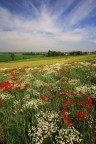 campi di primavera