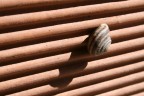 chiocciola chiocciola