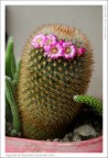 Cactus Cactus