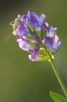 l'esploratore l'esploratore