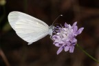 farfallina farfallina