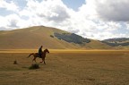 Cavallo e cantauro su altipiano di Castelluccio