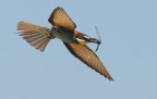 merops apiaster