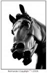 Il cavallo by Leonardo Il cavallo by Leonardo