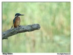 Alcedo II round Alcedo II round
