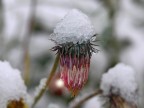 Neve di Agosto Neve di Agosto