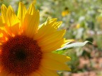 Girasole! Girasole!