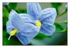 Fiori Fiori