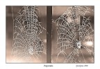 Ragnatele Ragnatele