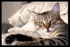 dormo sul letto..e allora?! dormo sul letto..e allora?!