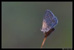 Il primo raggio di sole (Licenide) Il primo raggio di sole (Licenide)