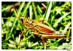 Super-Locusta Super-Locusta