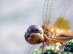 libellula curiosa..